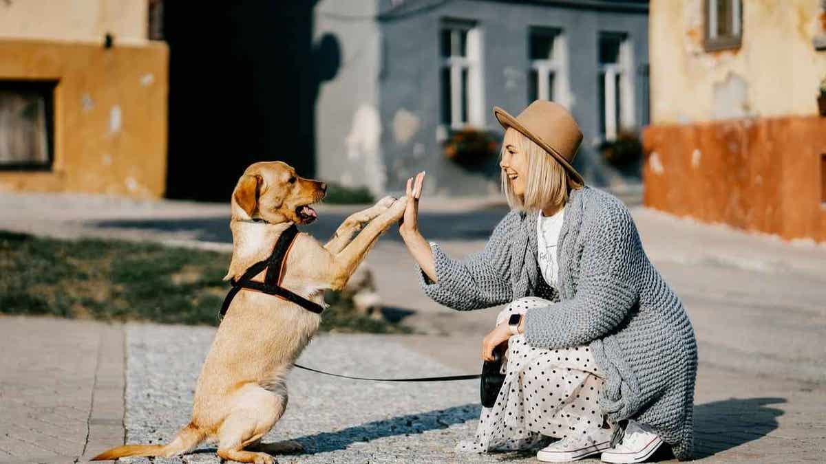 Would you date your pet? 1 in 3 say yes to AI version