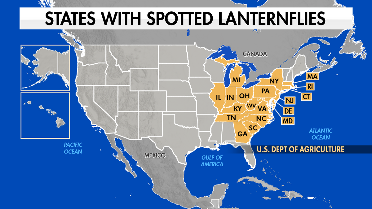 The spotted lanternfly is impacting agriculture mostly in the Midwest and Northeast