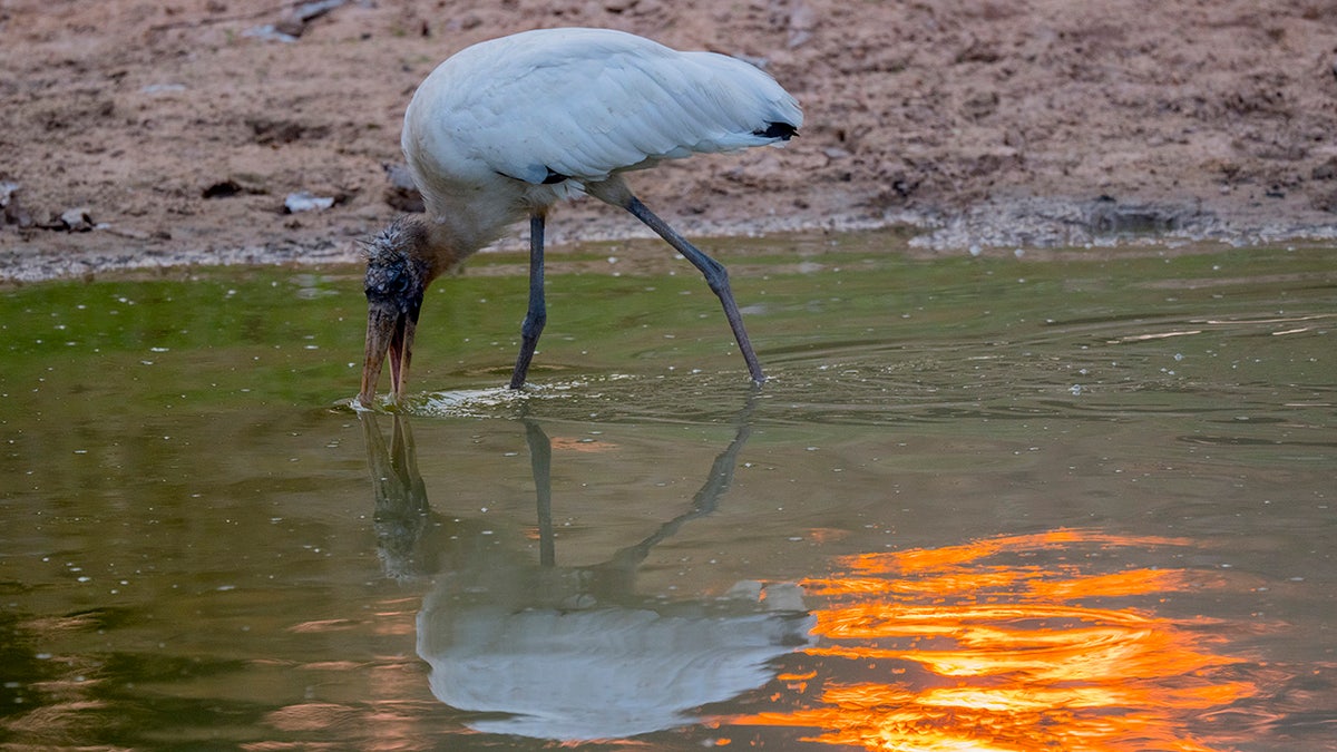 adult wood stork near pond in Brazil