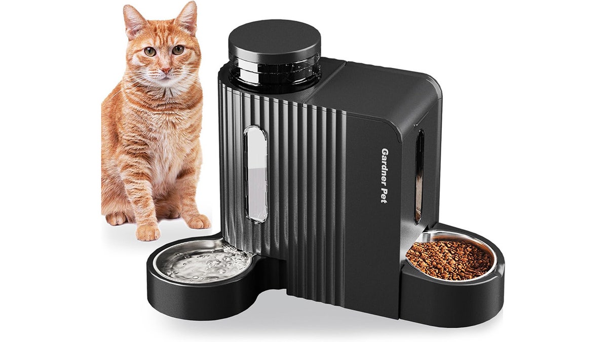 Make sure the food and water are always fresh for your cats.