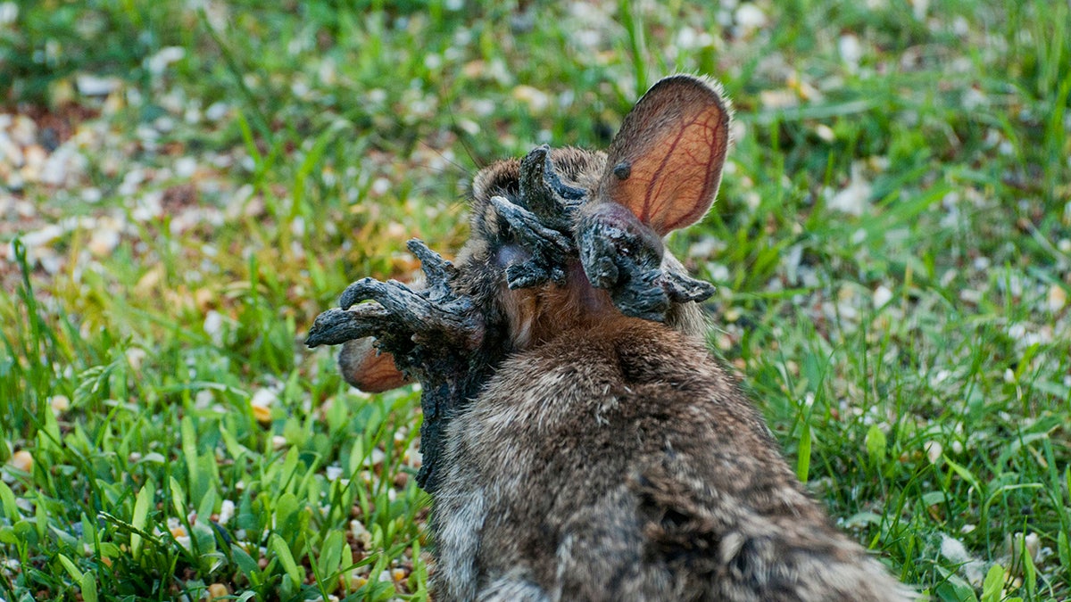 Back of rabbit's head with virus