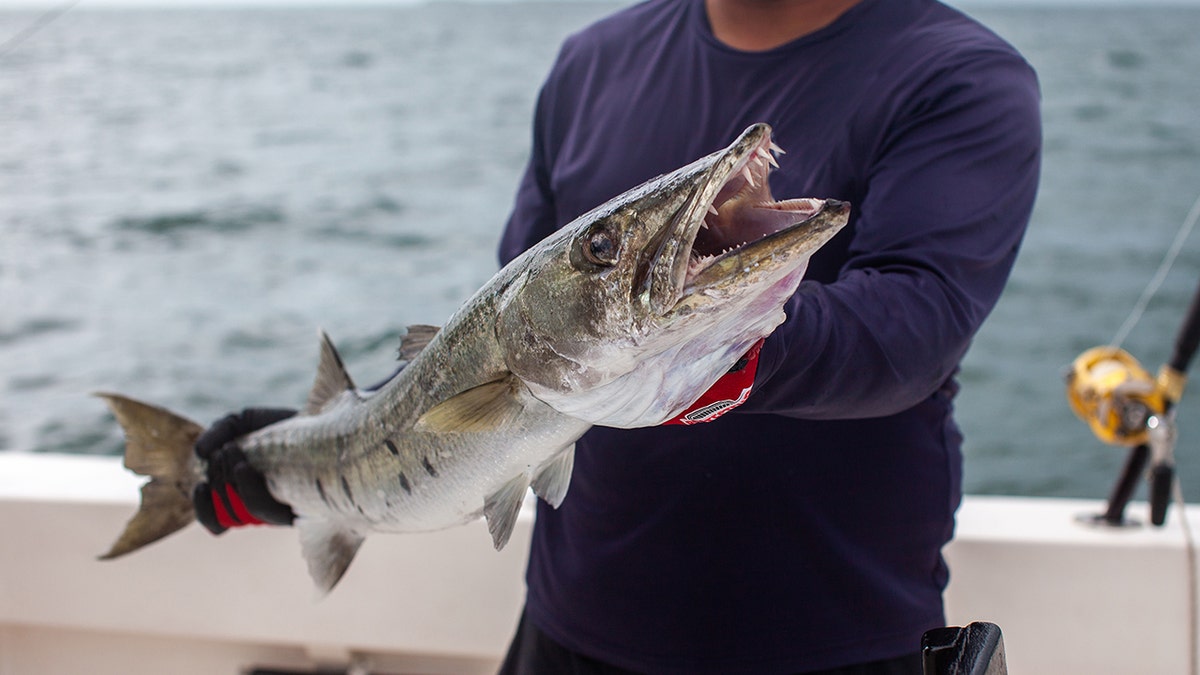 Close distance from Barracuda on a boat in Varadero