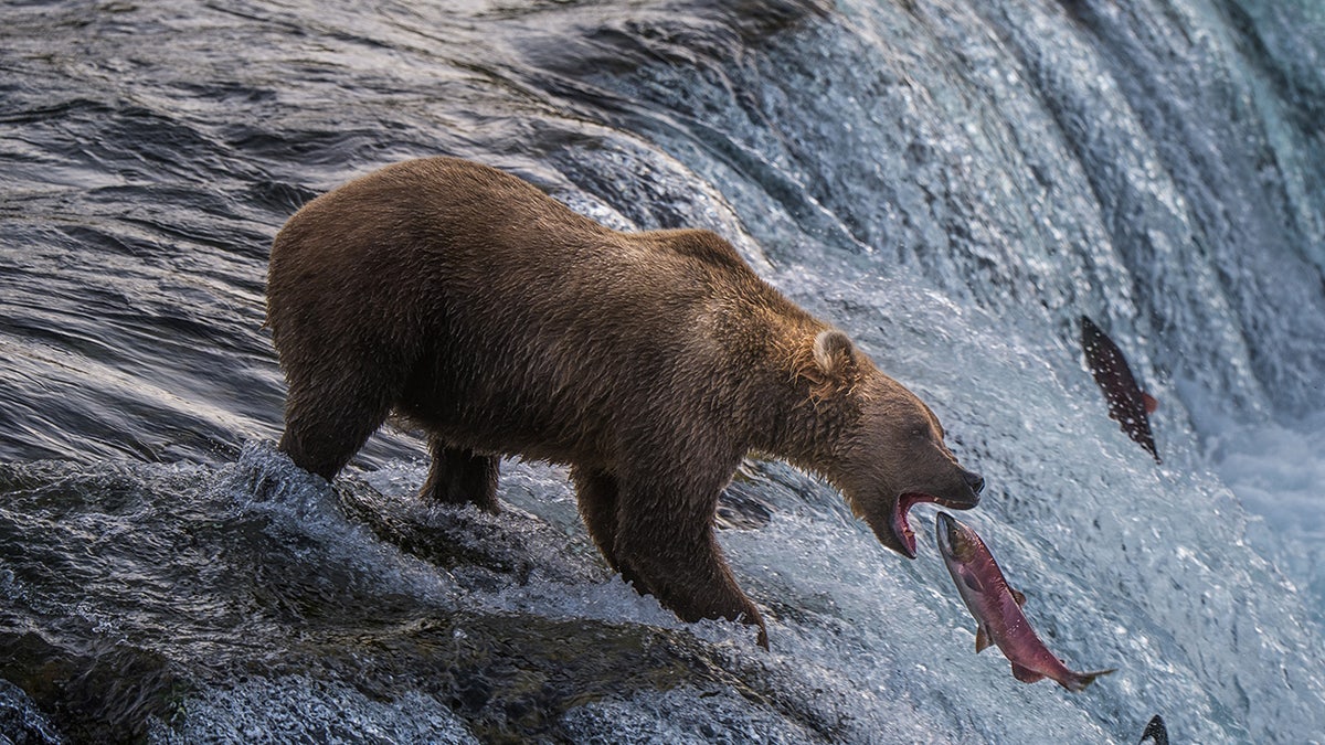 Bear catching fish