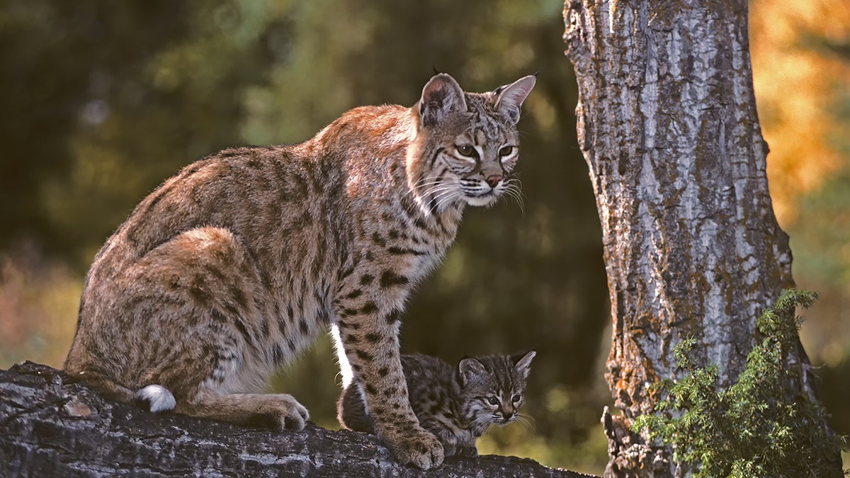 Bobcat (Lynx rufus), a North American mammal of the cat family Felidae, with cub in Montana wilderness