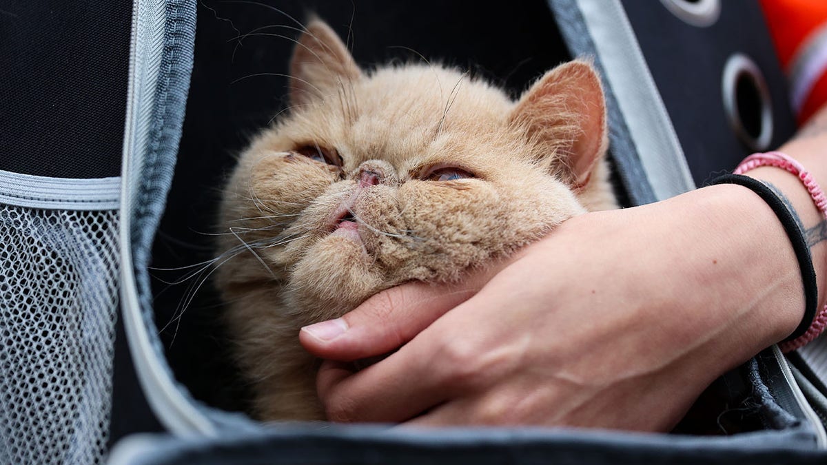 Pudge The Cat at a Bowling Green game