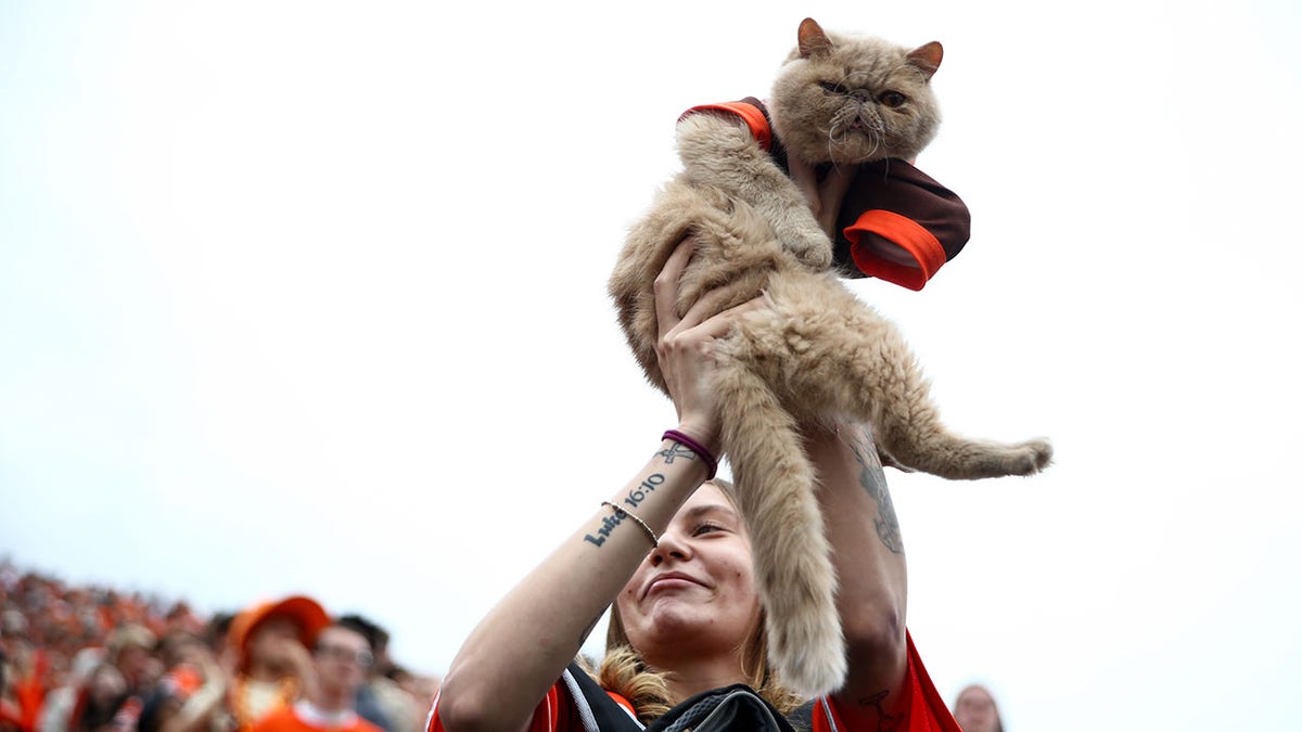 Pudge The Cat is lifted up