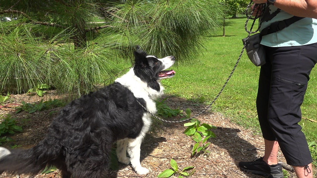 Dog searching for target scent