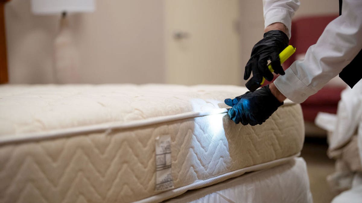 chicago is most infected bed bug city