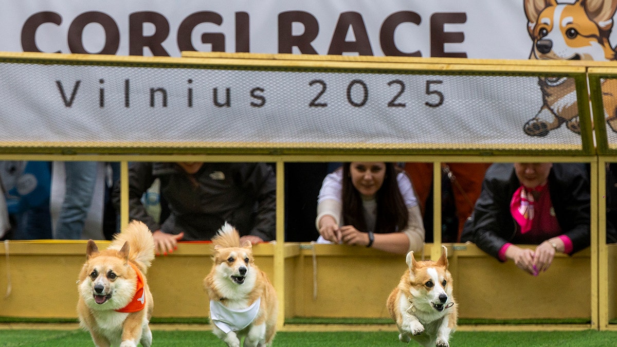 Corgis Race during an international event Corgi Race Vilnius 2025 in Vilnius, Lithuania, Saturday, August 23, 2025.