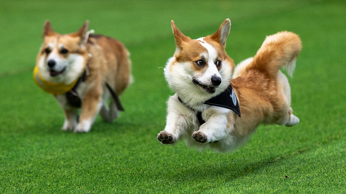 Lithuania Corgi Racing