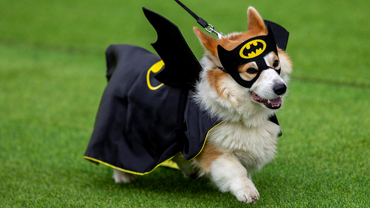 A corgi dressed as Batman