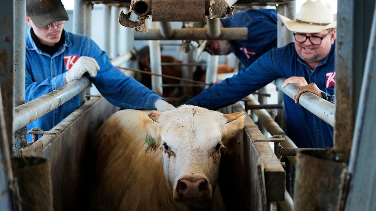 cow being checked out by vet