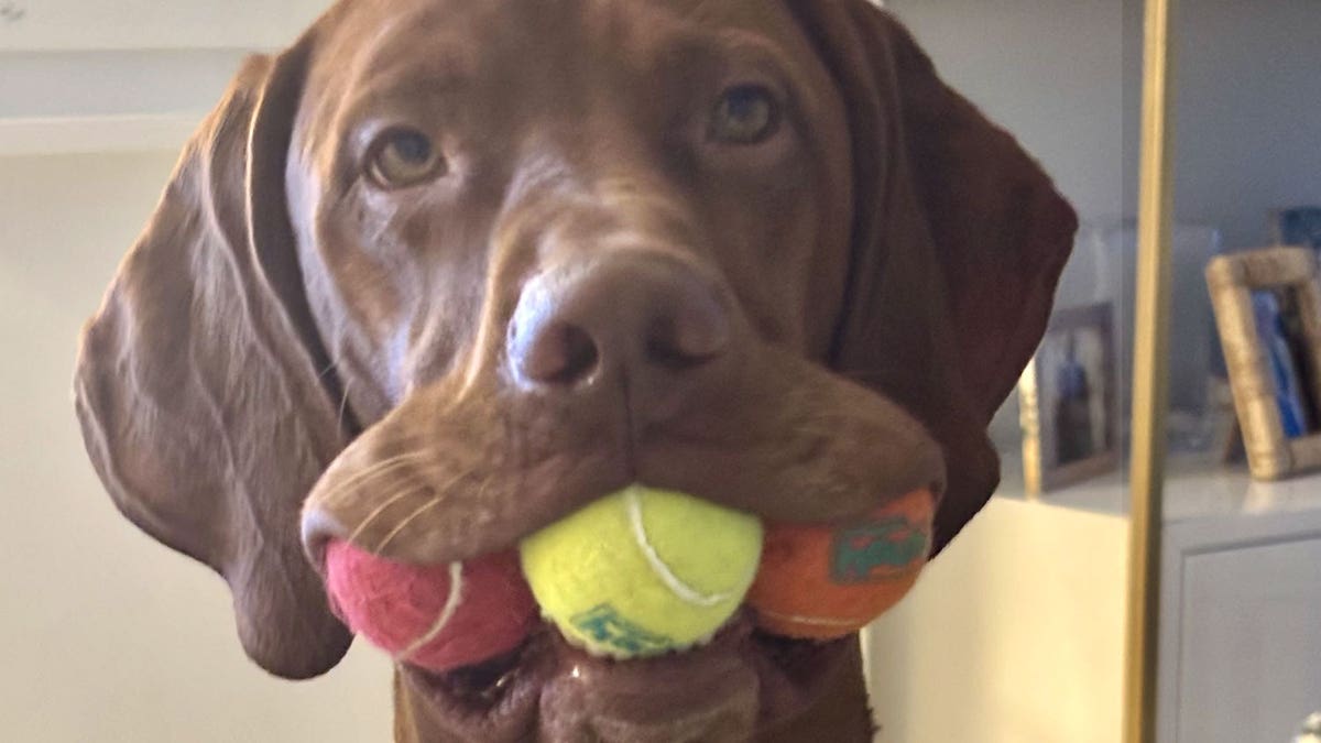 Dana Perino's dog Percy with 3 balls in mouth