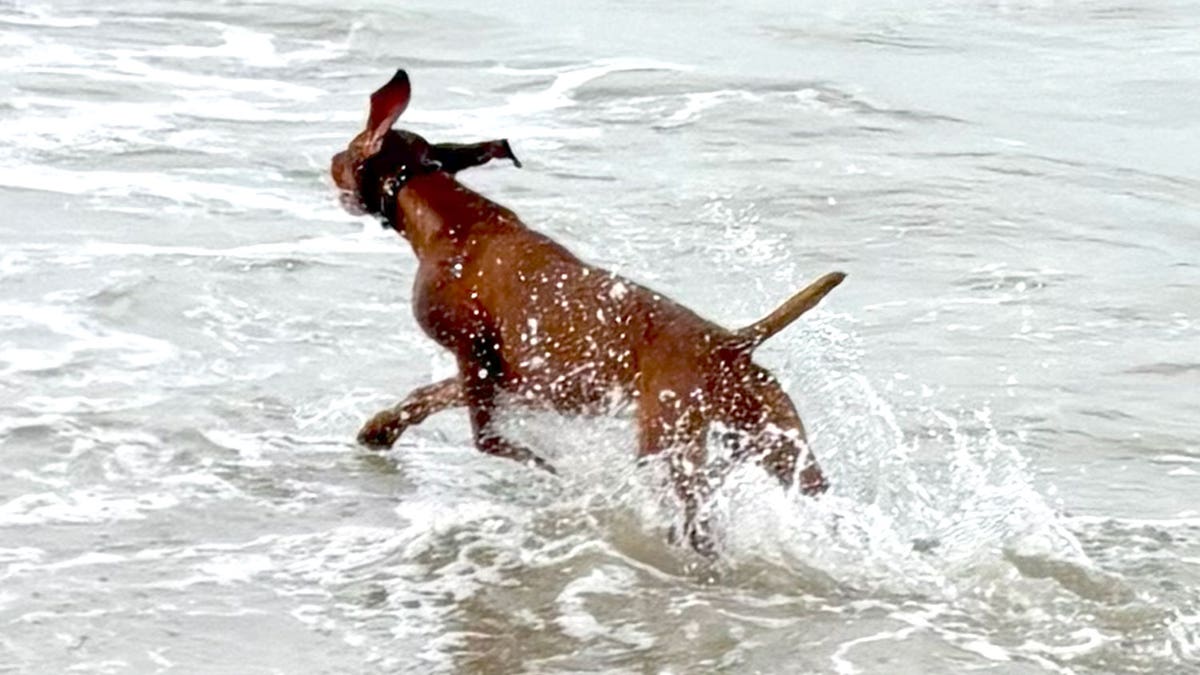 Dana Perino's dog Percy folics in the ocean.