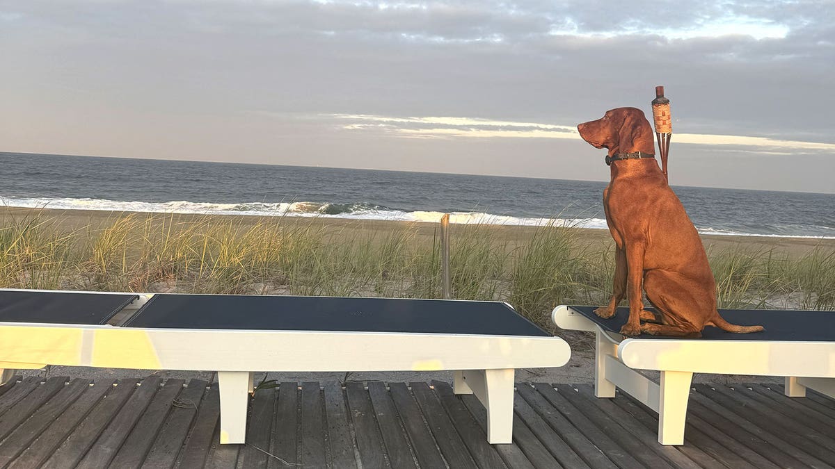Dana Perino's dog Percy.