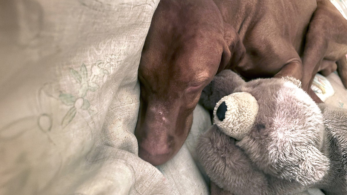 Dana Perino's dog Percy with his bear.