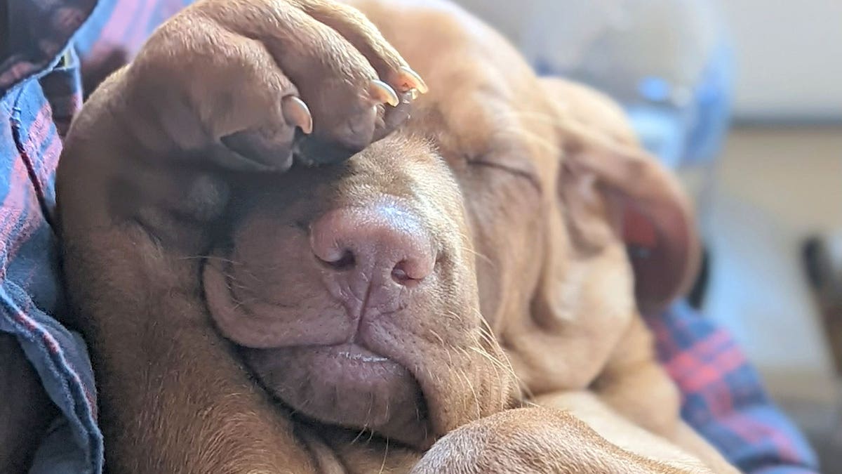Dana Perino's dog Percy as a puppy