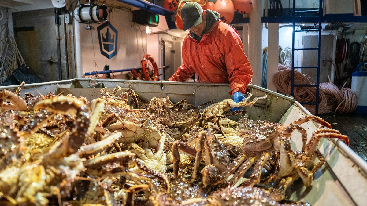 Northwestern deckhand Clark Pederson sorting crab at the table