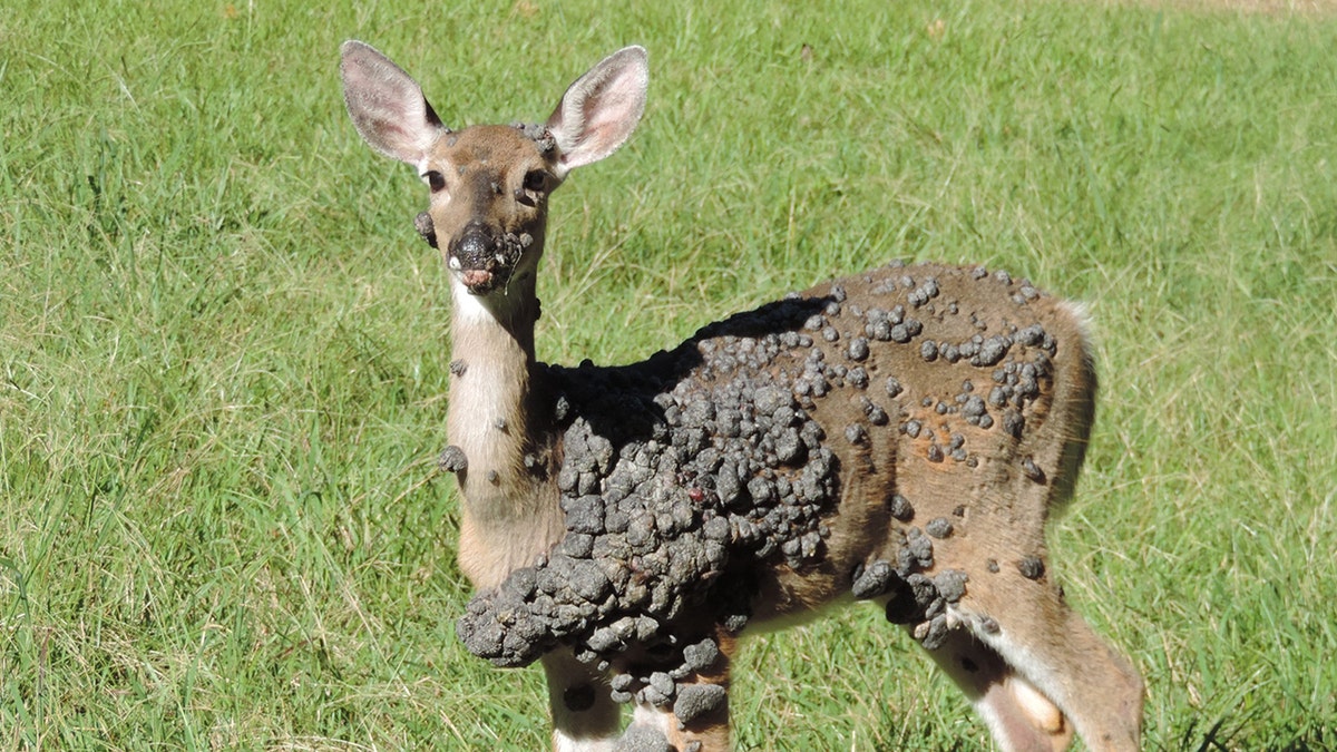 Deer with warts all over its body