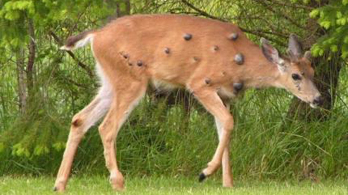 Deer with a small number of big warts on its body