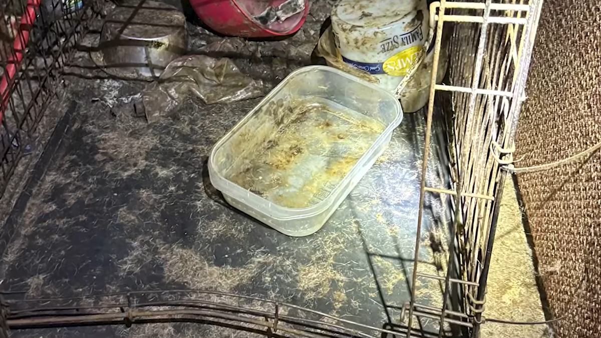 Köpeğin Florida evinde tutulduğu kirli sandık