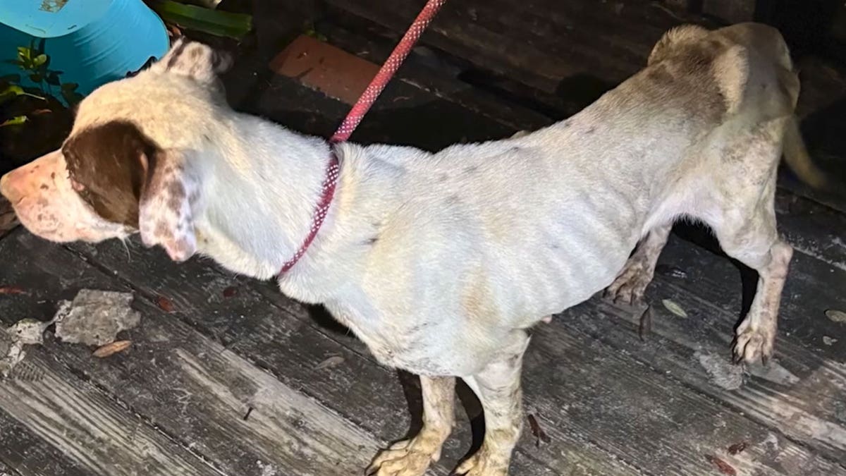 zayıflamış köpek Florida evi
