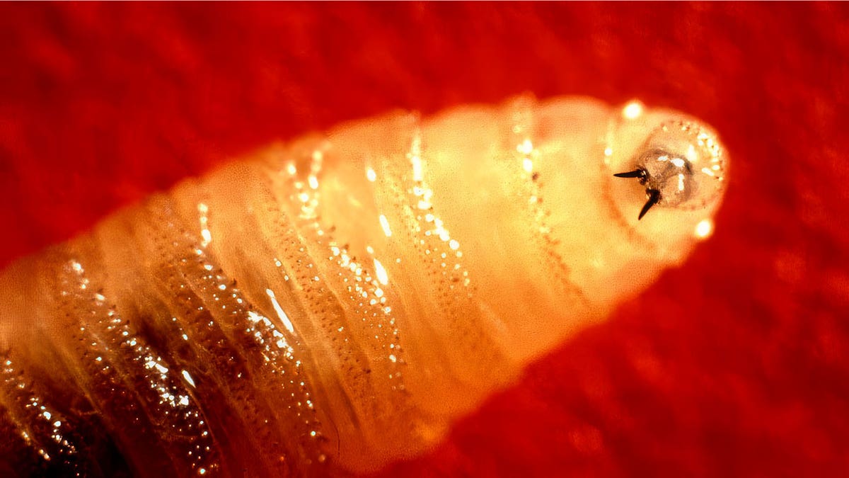Quorworm Maggot contracted with the traveler in us