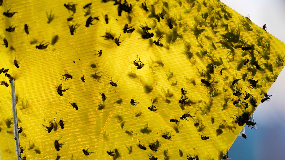 flies-in-a-trap.jpg?ve=1&tl=1