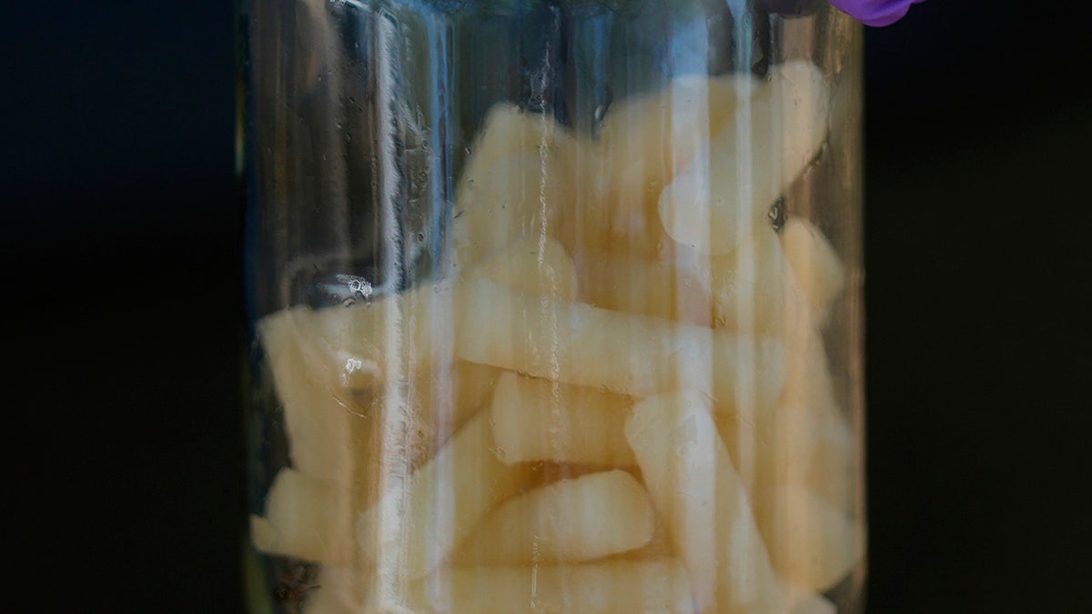 Fly bait in a jar in Mexico
