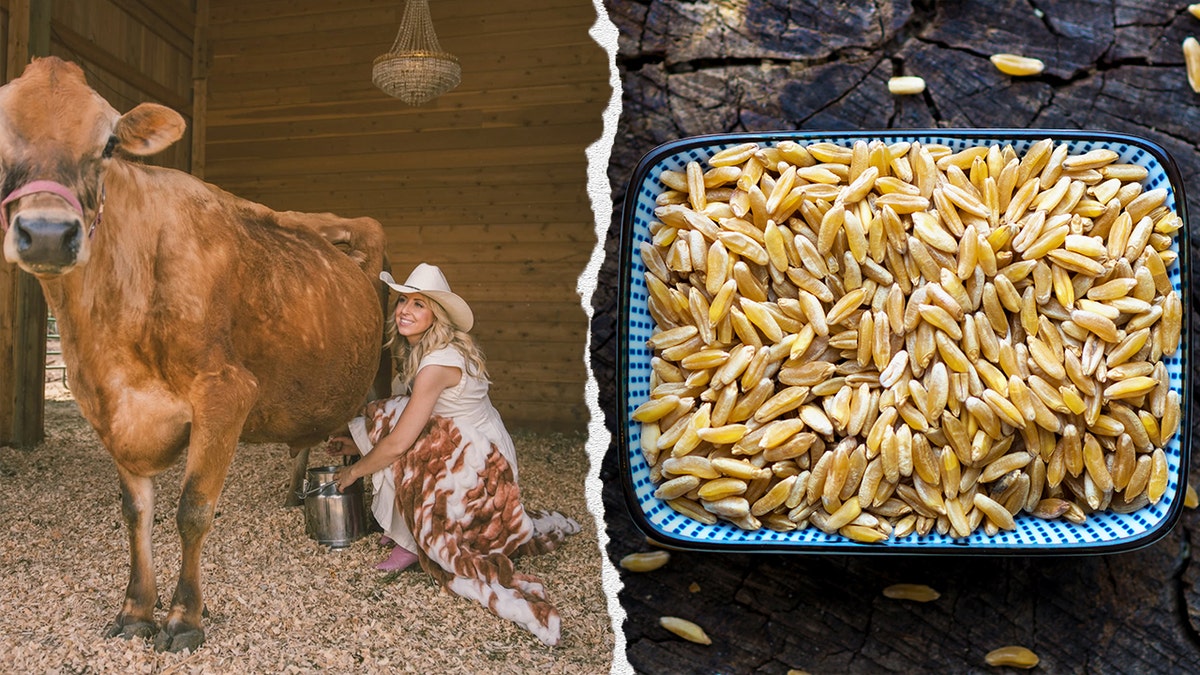 Split image of Lizi milking cow, kamut grain