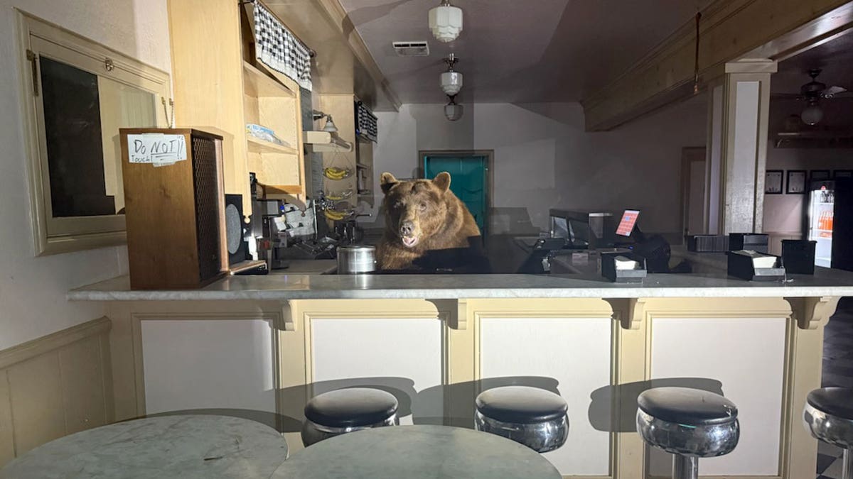 bear standing behind ice cream parlor's counter