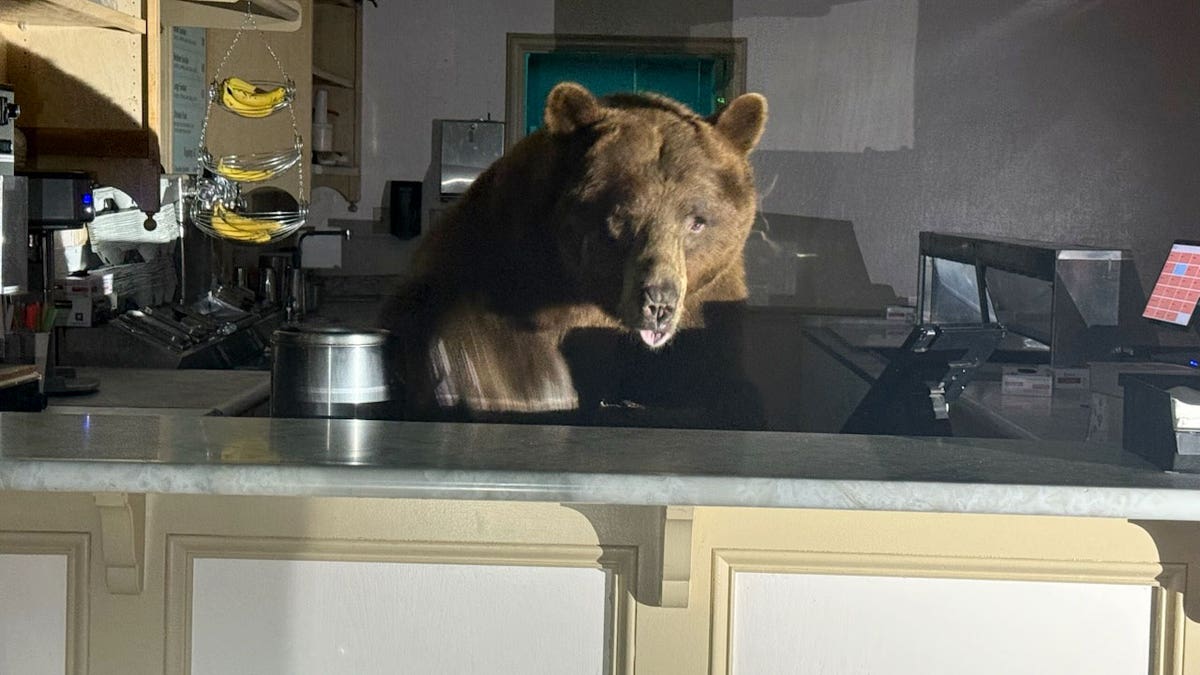 bear standing behind ice cream parlor's counter
