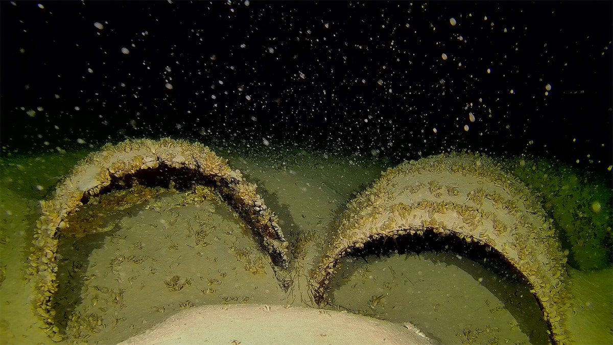 German archaeologists have discovered 31 previously unknown shipwrecks, including a possible paddle steamer that was destroyed in an air raid in World War II.