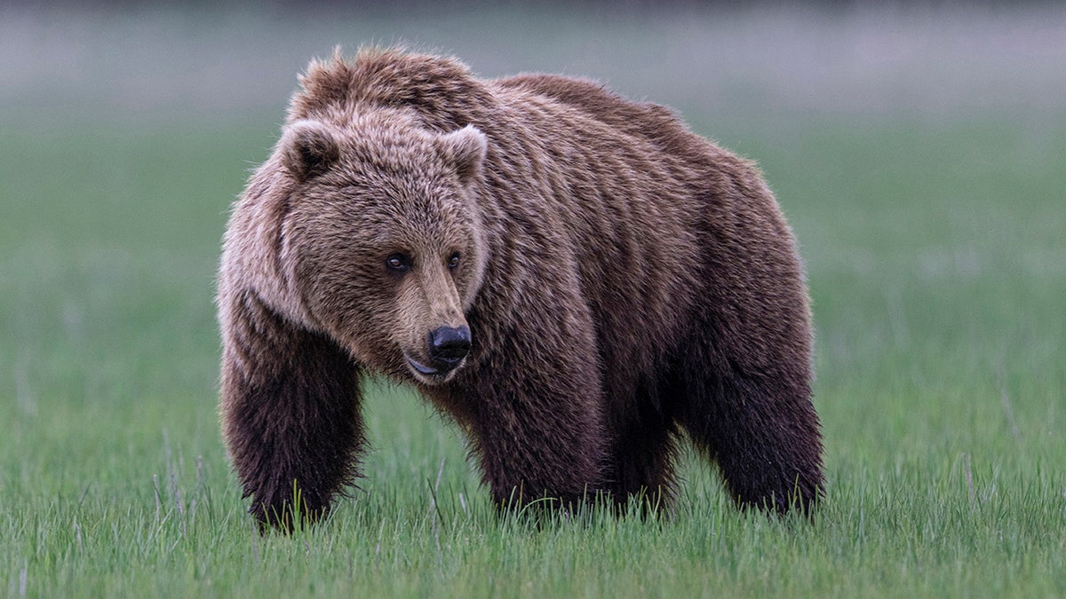 Grizzly bear in Alaska