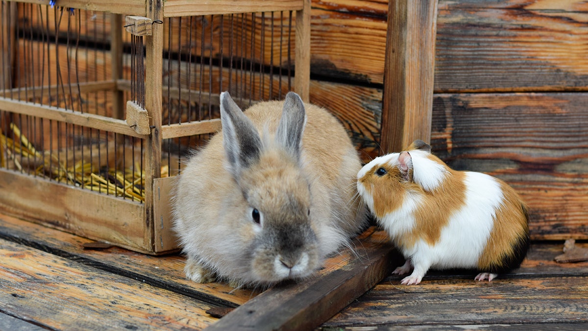 Guinea pig and brown rabbit on wooden background at exhibit for pets for adoption