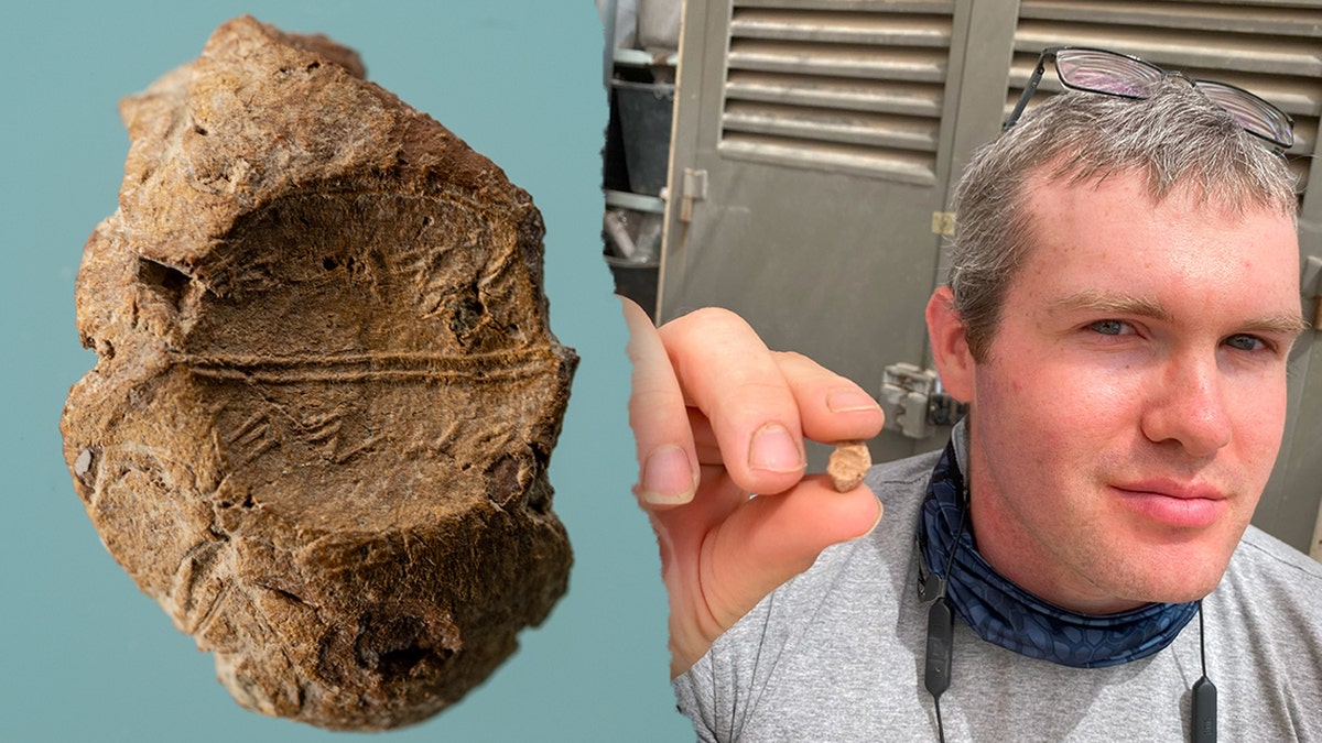 Split image of seal, archaeologist holding discovery