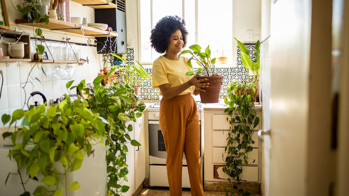 Try a smart hydroponic system to grow fresh herbs and vegetables indoors.
