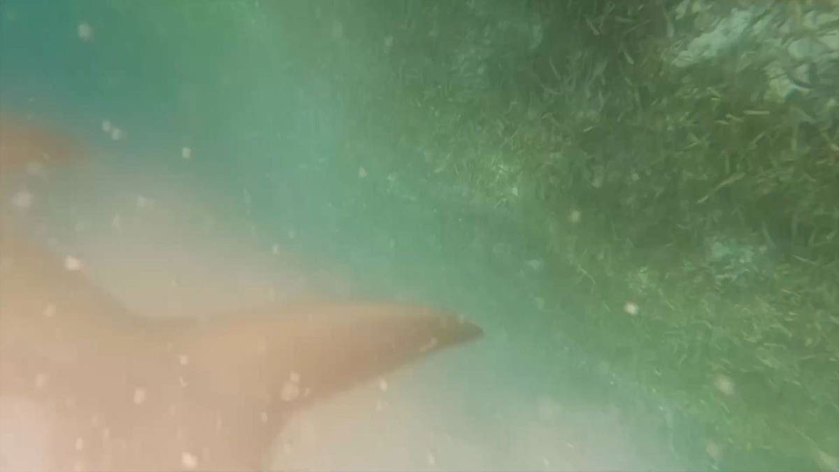 image of shark during the attack on Jameson Jr.