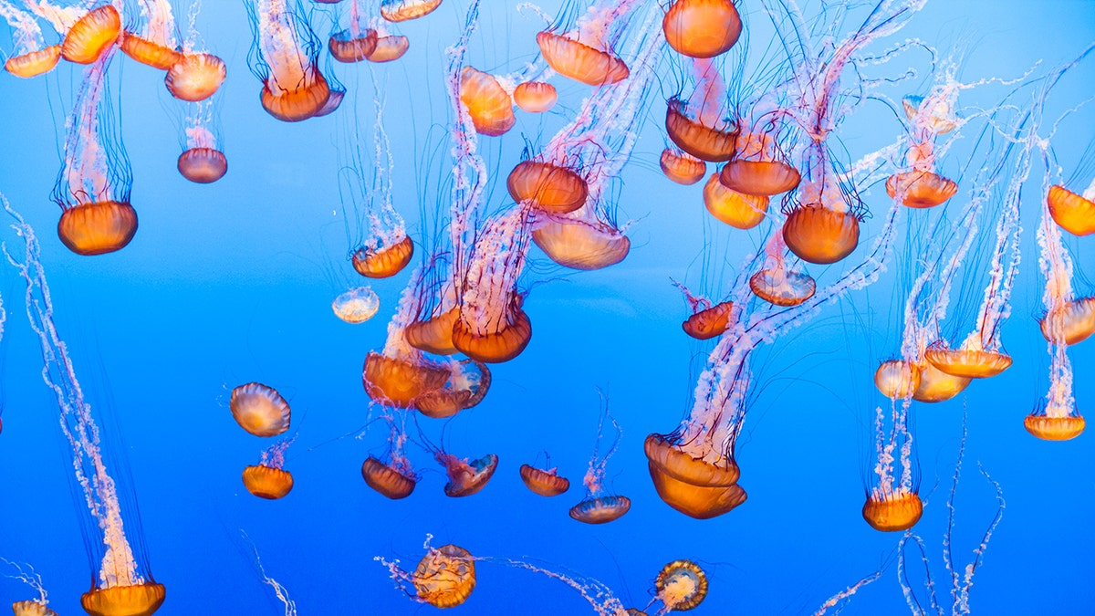 jellyfish swarm nuclear plant