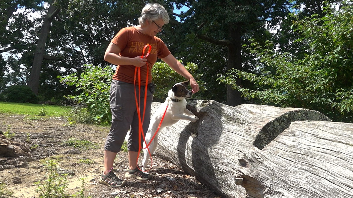 Dog finds target scent on tree log