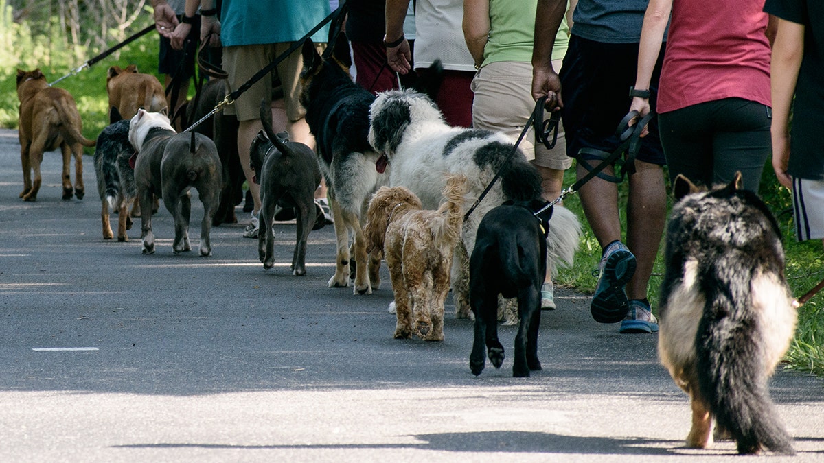 Line of different dogs seen from behind being walked by owners, during obedience training.