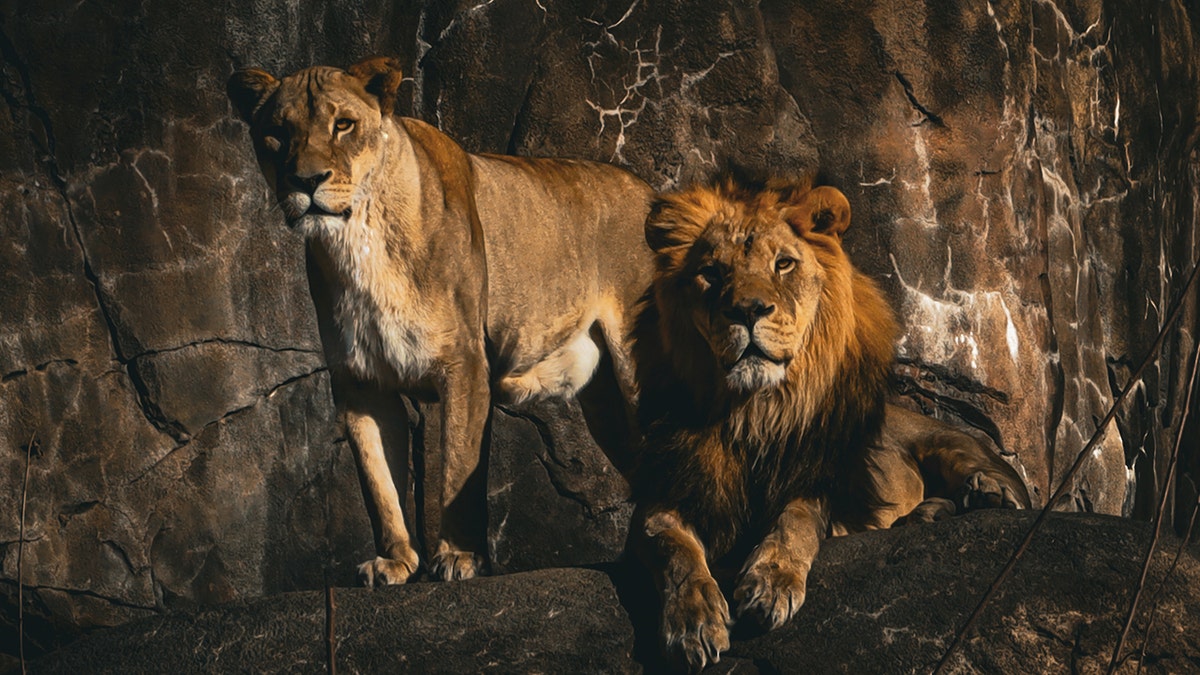 Lion and lioness seen on rock formation together