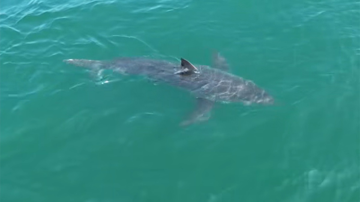 Great white shark in Maine