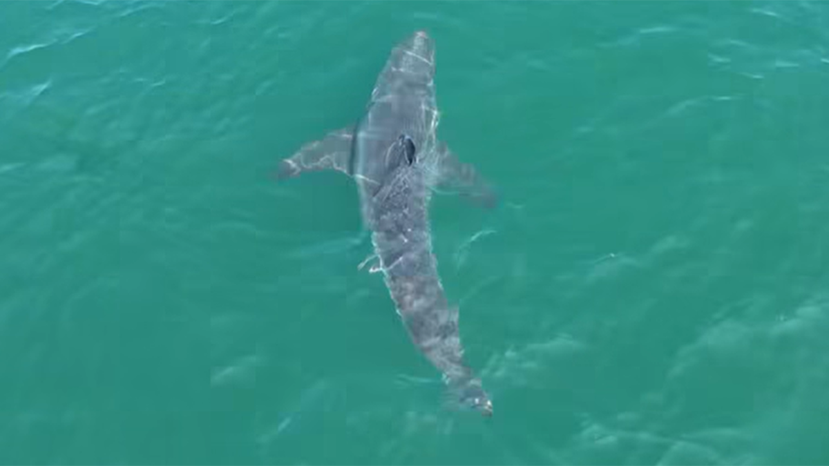 Shark spotted in Maine
