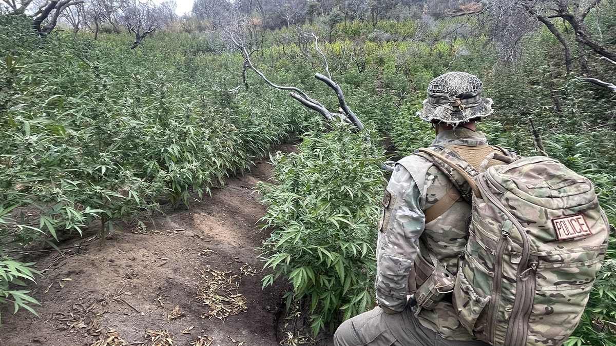ranger at marijuana field
