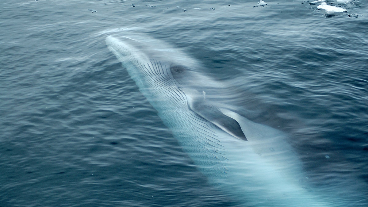 Minke Whale在海洋中游泳