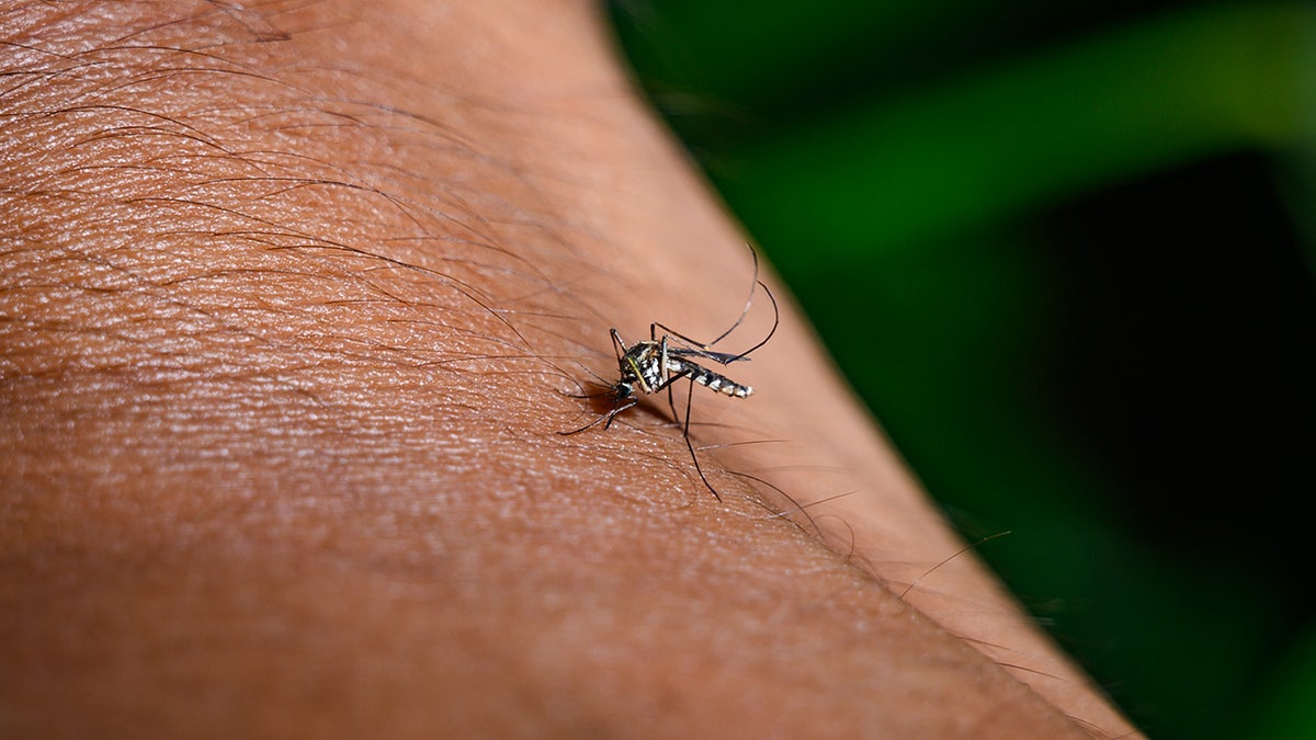 CDC warns of 'enhanced' virus risk for travelers amid outbreak spread by mosquitoes  at george magazine