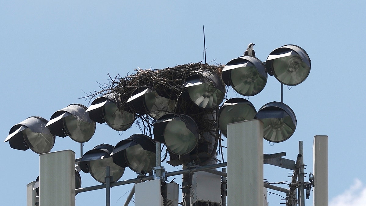 Osprey nest on top of stadium pole