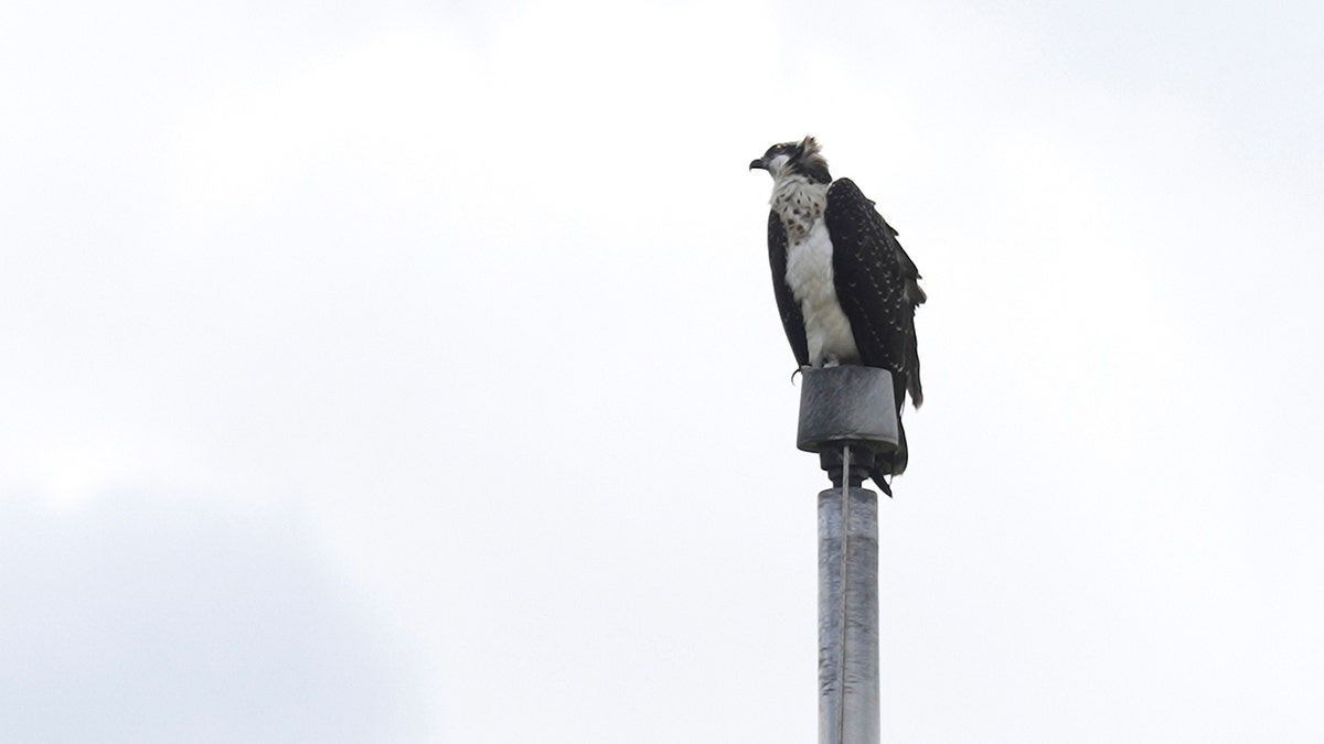 Osprey on pole