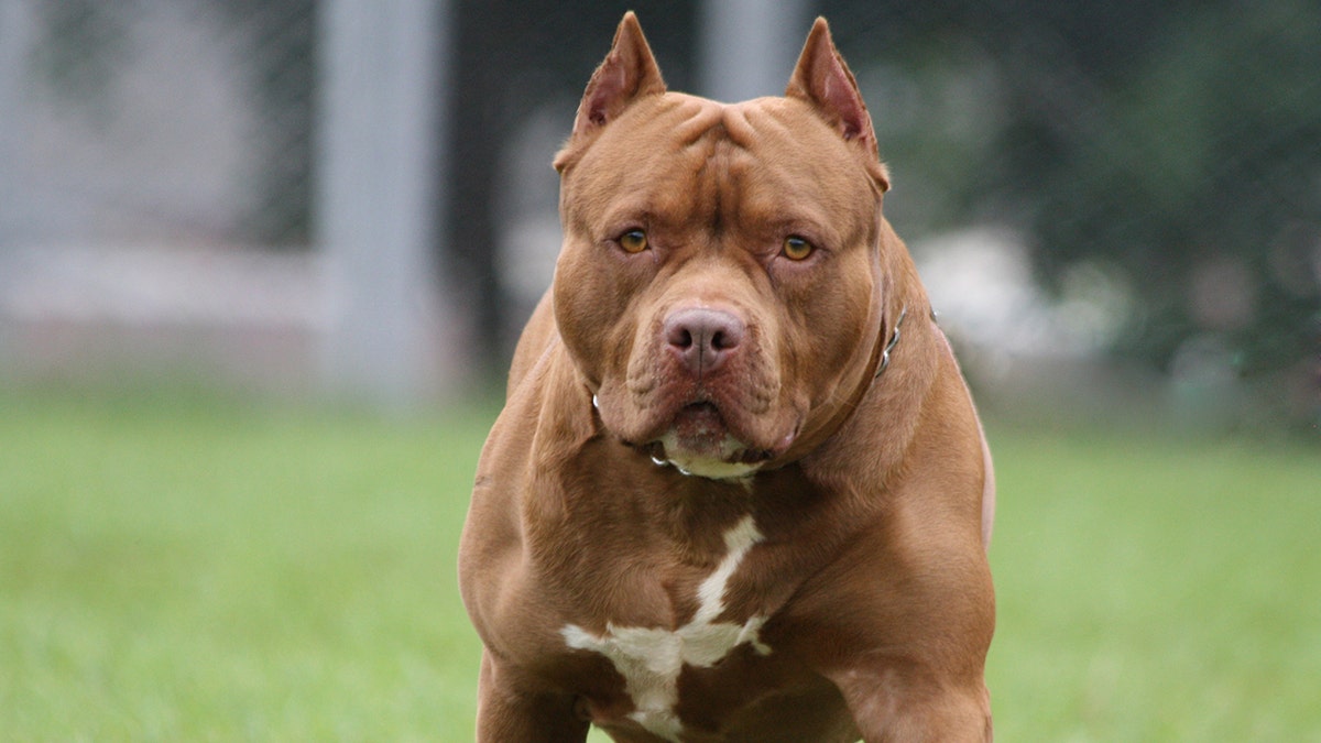 Anjing pitol, gambar itu diambil di Heridia Costa Rica
